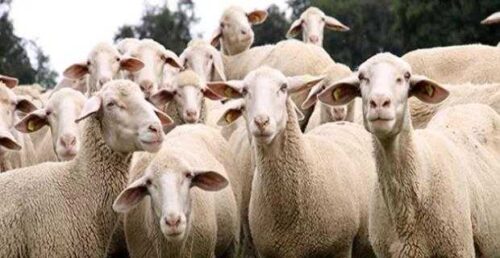 Damızlık koyun, keçi yetiştiriciliği 