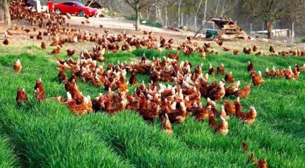 2 Yıl Ödemesiz Sıfır Faizli Tavuk Çiftliği Kredisi