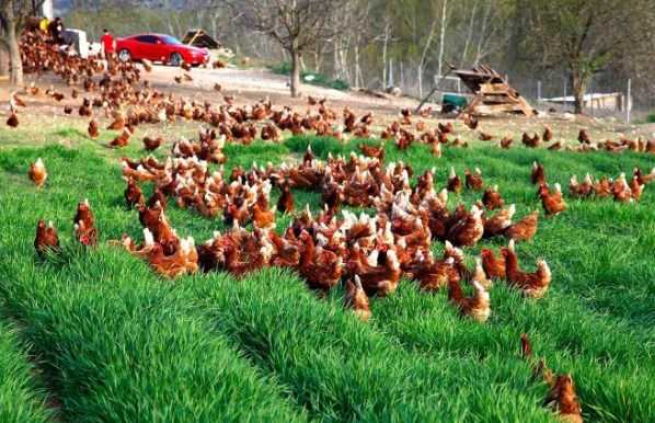 2 Yıl Ödemesiz Sıfır Faizli Tavuk Çiftliği Kredisi