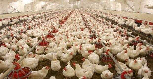 Tavuk Çiftliğine Devlet Desteği Şartları