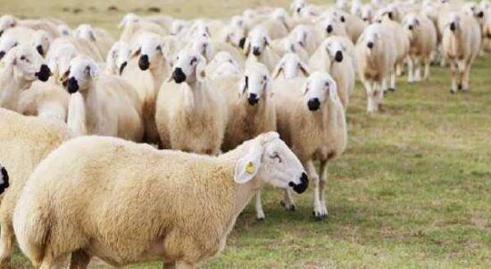 Koyun Kredisinden Yararlanmak İçin Gerekli Koşullar